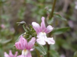 Nemesia denticulata flowers